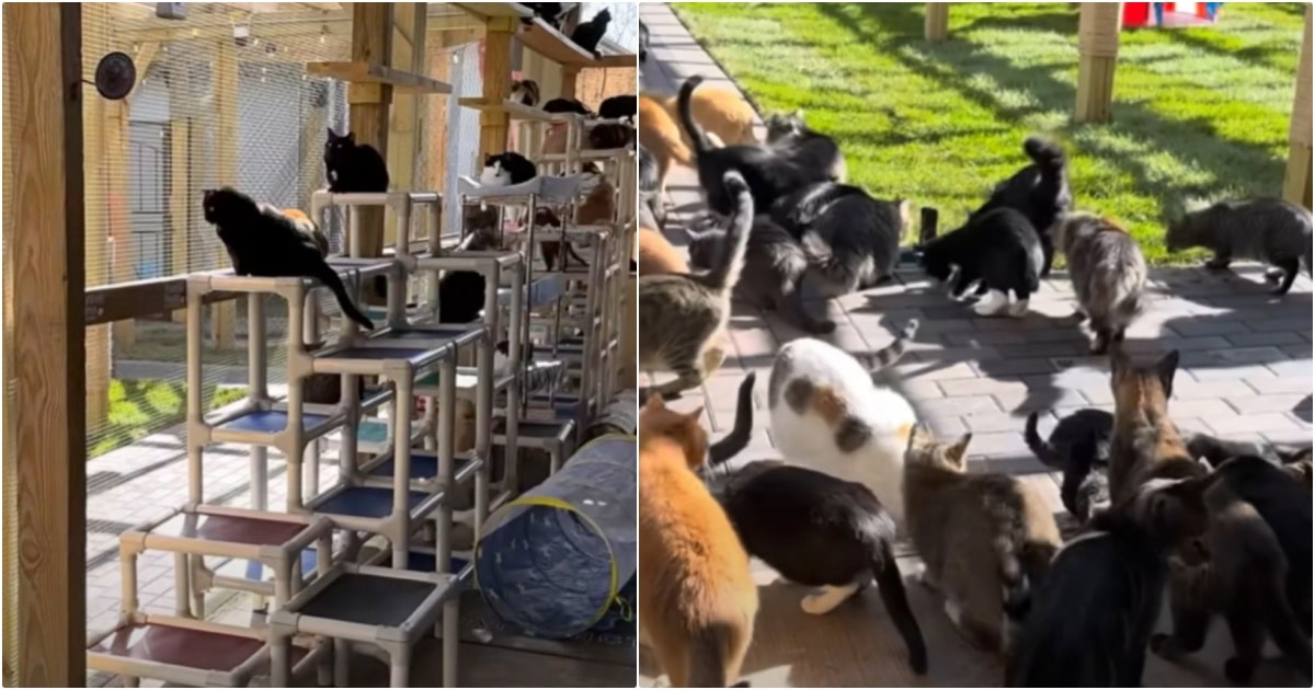 Caged Cats ‘Light Up’ When They Feel Grass Beneath Their Feet