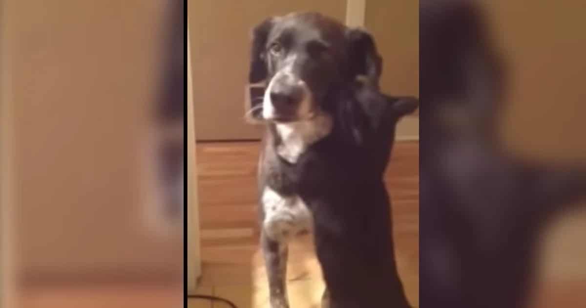 Cat Can’t Stop Hugging Her Dog Brother After 10 Days Apart