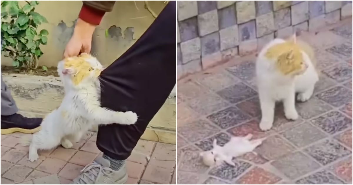 Cat Drags Man By His Pants To Her Unconscious Kitten