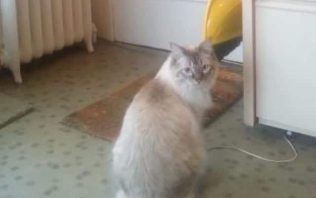 Cat Knows Exactly What to Do When Soldier Owner Returns Home