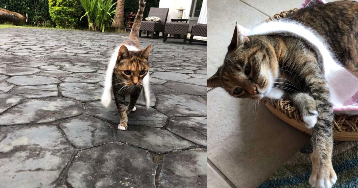 Cat Loves Wearing Her Tiny Scarf Everywhere She Goes Cat Loves Wearing Her Tiny Scarf Everywhere She Goes