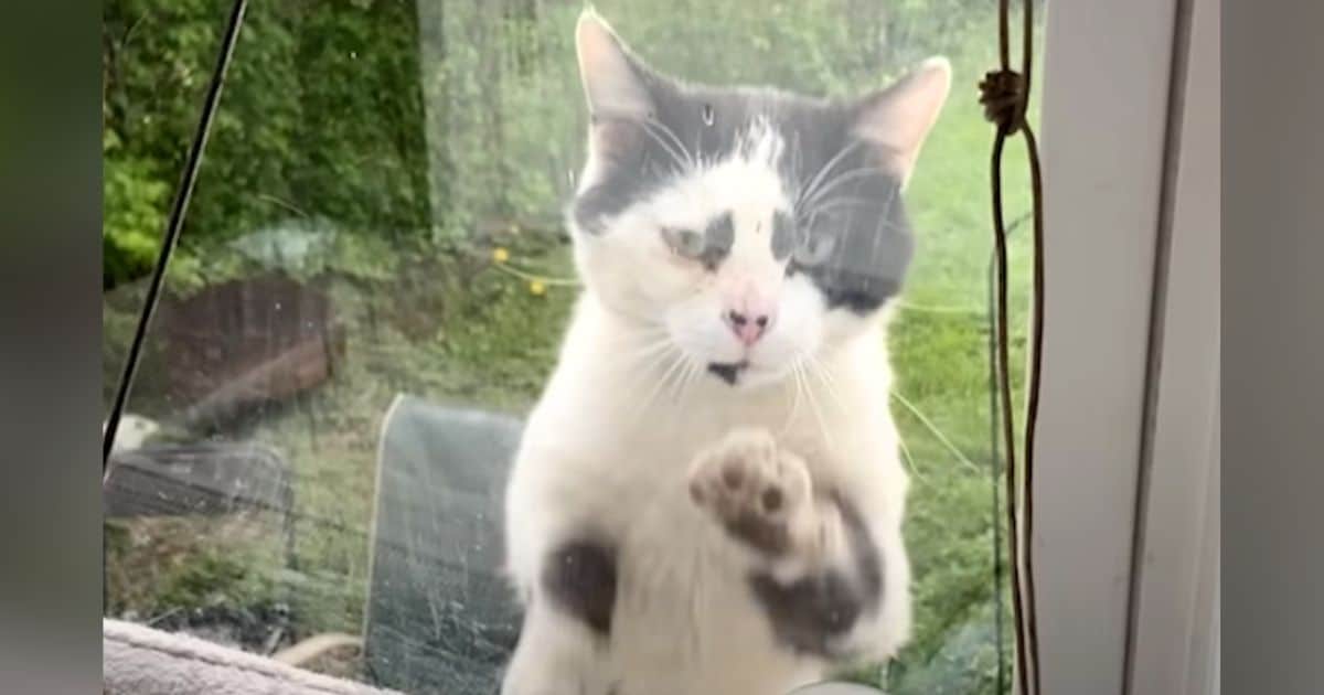 Cat Paws at Window, Pleading with Kind Woman Inside to Adopt Him
