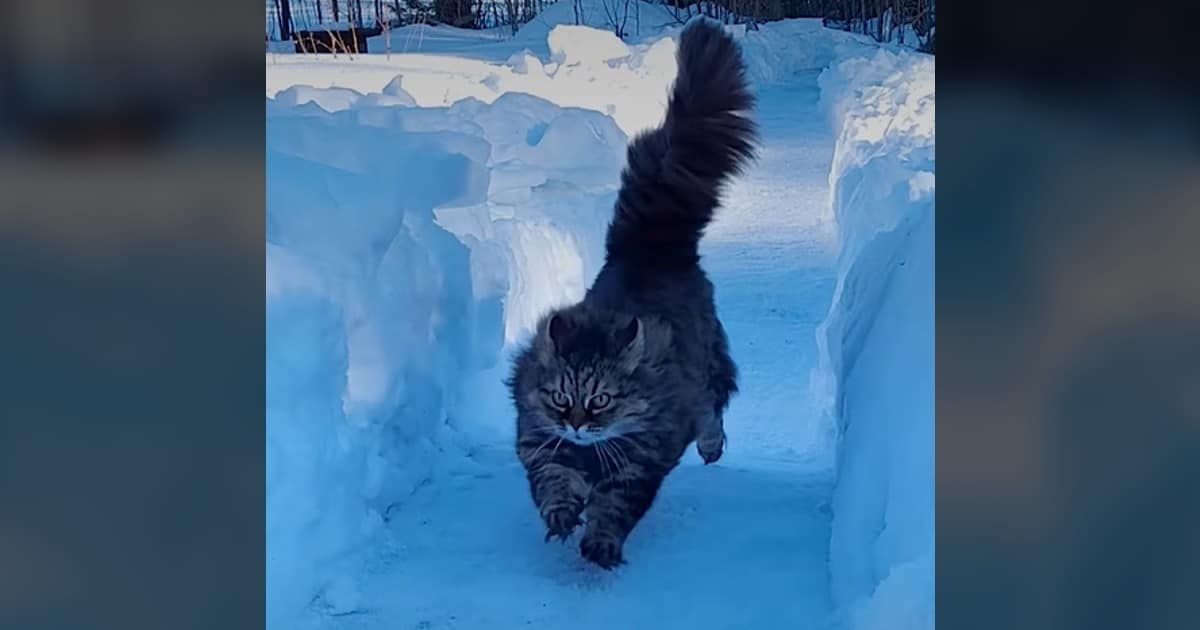 Cat Races with Dad, Showing Off Incredible Leaping Skills