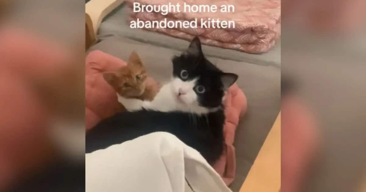Cat’s Heartwarming Reaction as Mom Brings Home Abandoned Kitten