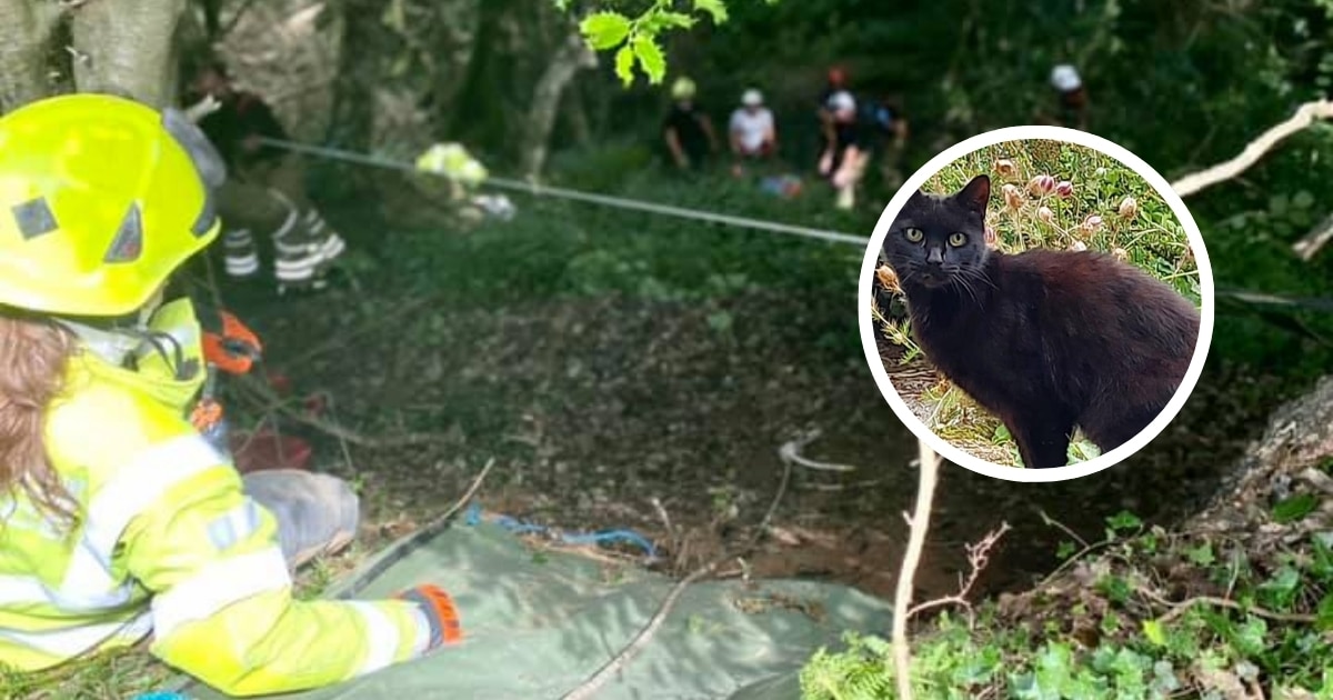 Cat’s Meows Help Police Find Missing 83-Year-Old Woman Who Fell into a Ravine