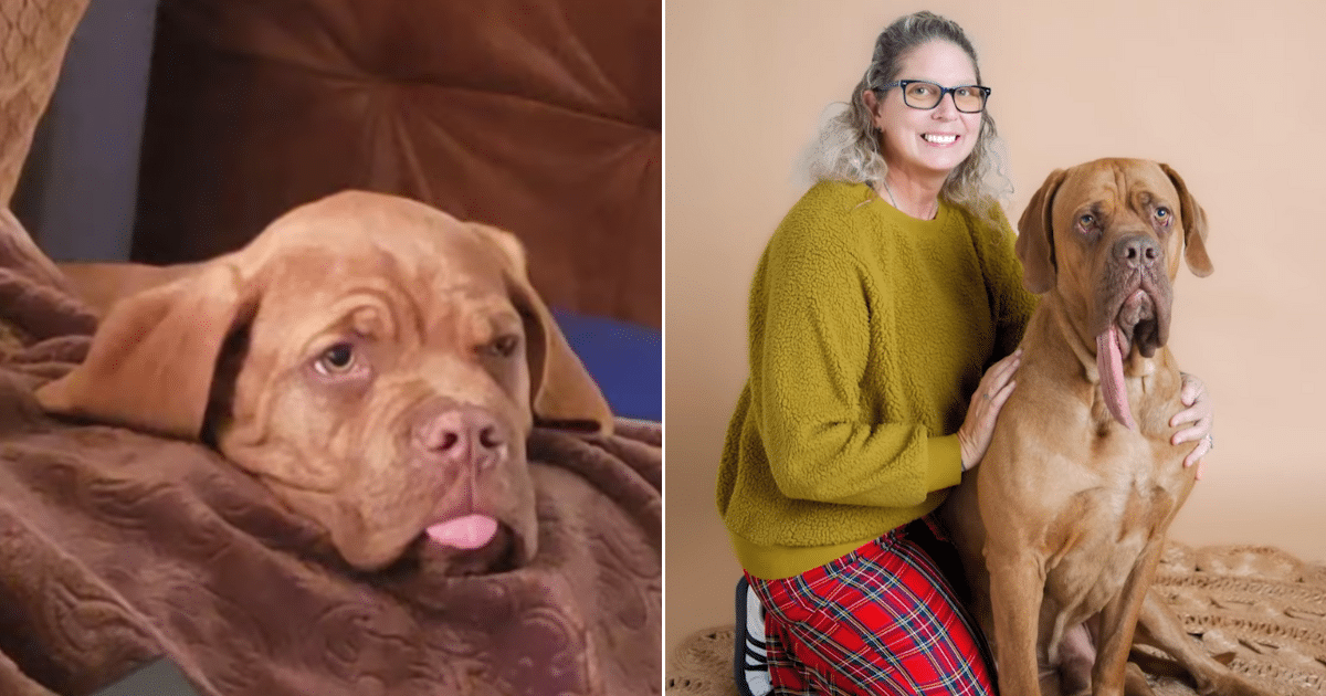 Dog Breaks World Record For The Longest Tongue, Measuring Nearly 8 Inches Dog Breaks World Record For The Longest Tongue, Measuring Nearly 8 Inches