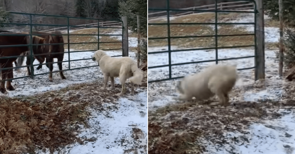 Dog Sneaks Into Horse Pasture as Chaos Erupts and Viewers Hold Their Breath