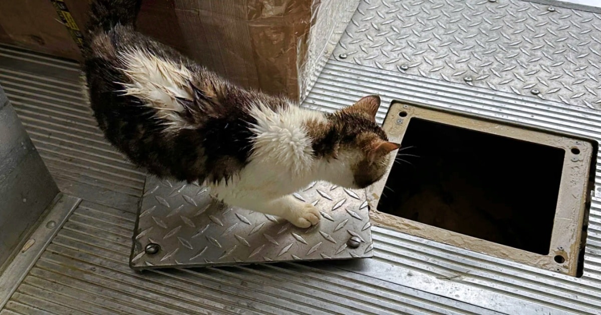 Driver Tracks Down Nagging Cries To Service Panel, With Stowaway On Board Driver Tracks Down Nagging Cries To Service Panel, With Stowaway On Board