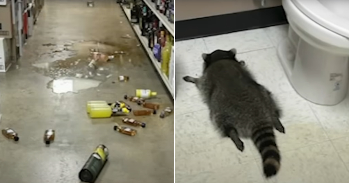 Drunk Raccoon Found Passed Out On Liquor Store Floor After Breaking In