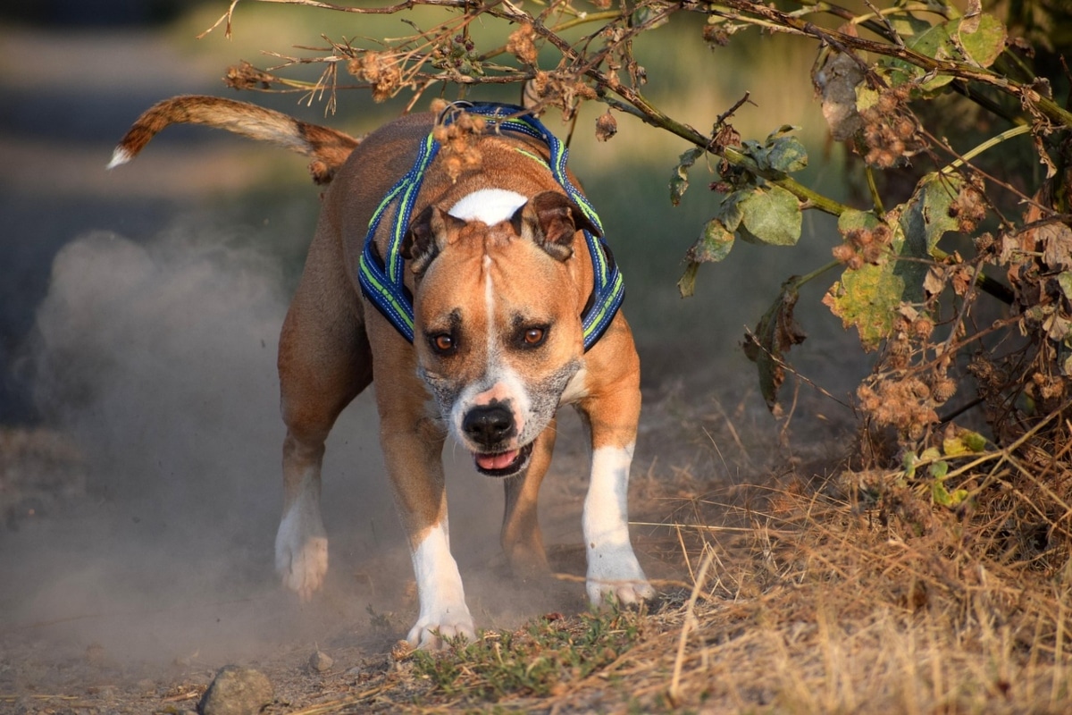 Flea & Tick Prevention for American Staffordshire Terriers: A Safe & Effective 4 Step Plan