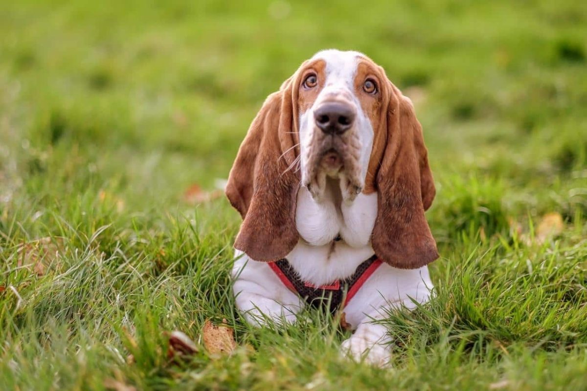 Flea & Tick Prevention for Basset Hounds: A Safe & Effective 4 Step Plan
