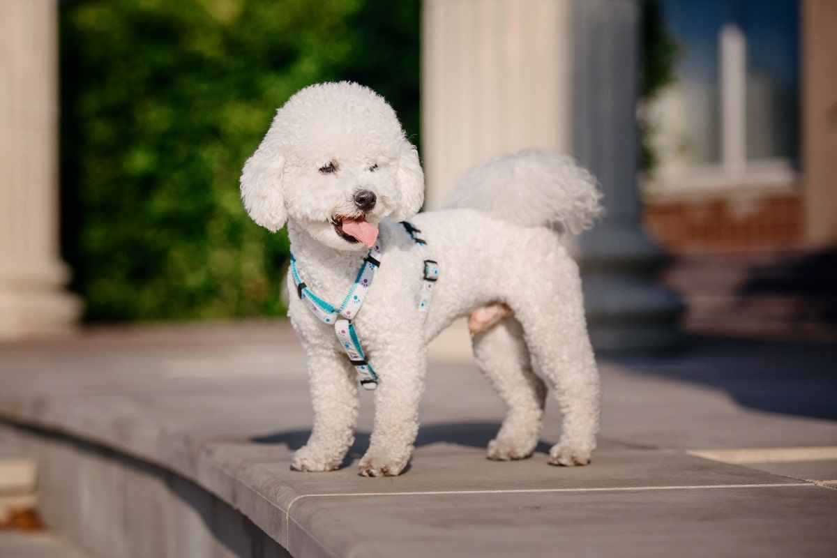 Flea & Tick Prevention for Bichon Frises: A Safe & Effective 4 Step Plan