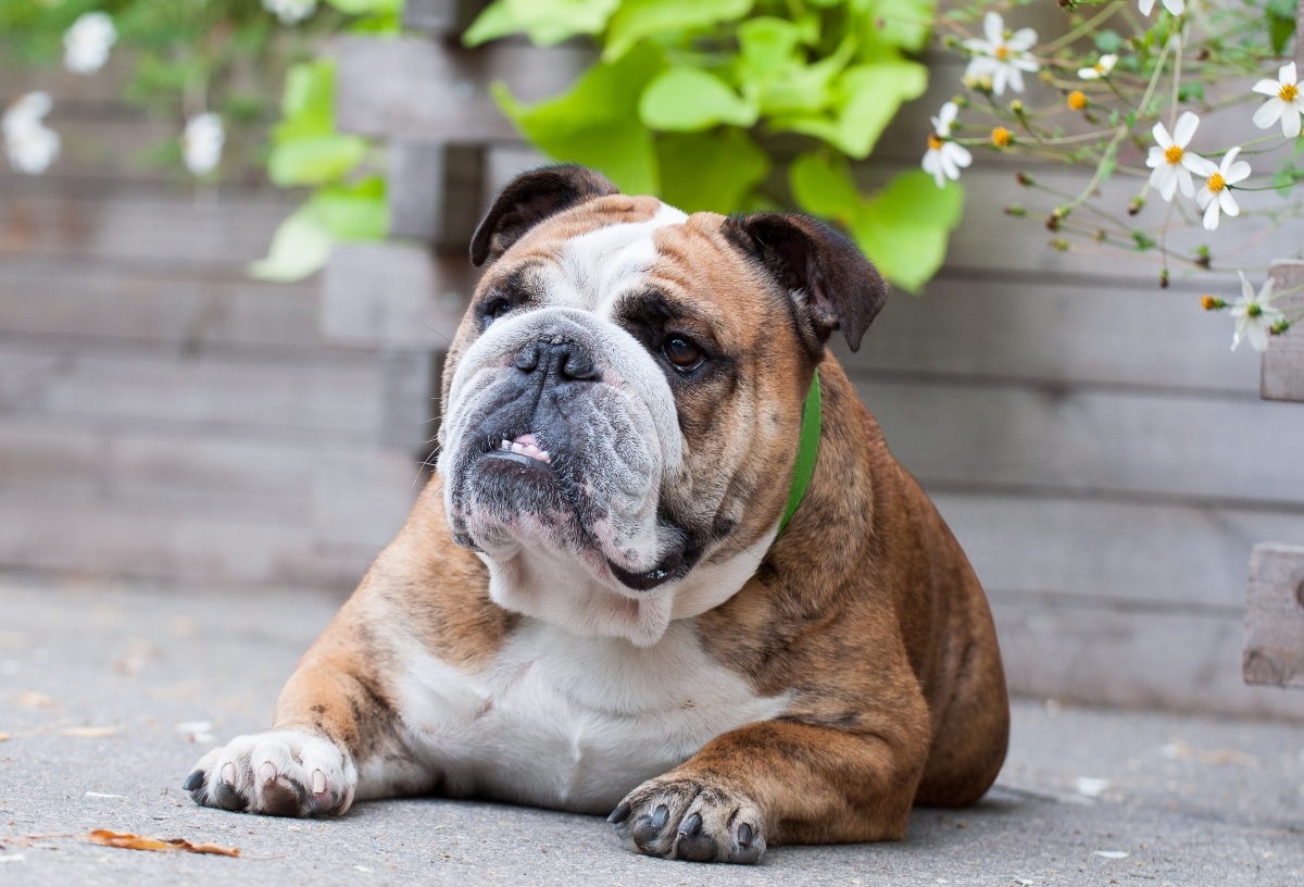 Flea & Tick Prevention for Bulldogs: A Safe & Effective 4 Step Plan