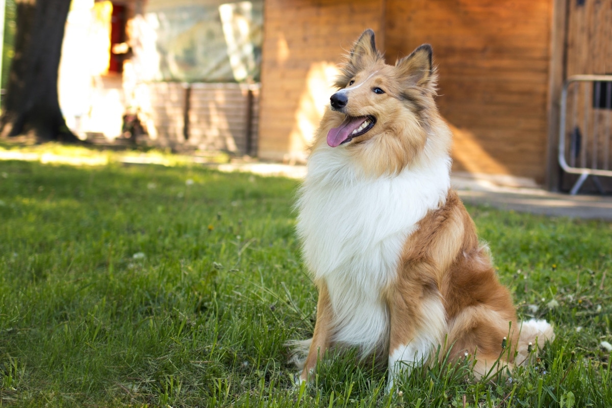 Flea & Tick Prevention for Collies: A Safe & Effective 4 Step Plan