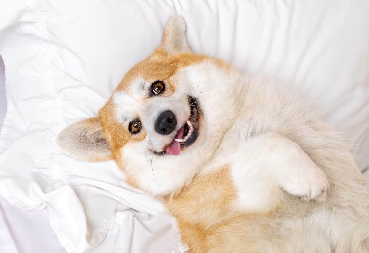 Flea & Tick Prevention for Corgis: A Safe & Effective 4 Step Plan Flea & Tick Prevention for Corgis: A Safe & Effective 4 Step Plan