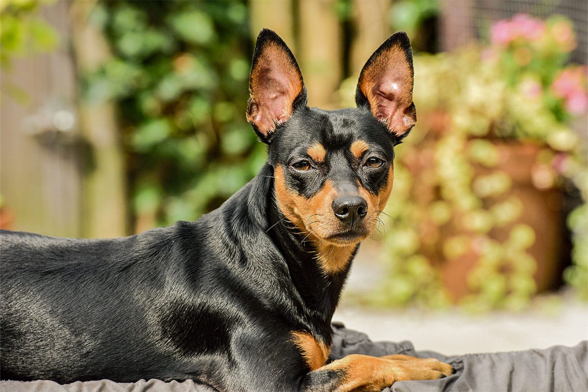 Flea & Tick Prevention for Miniature Pinschers: A Safe & Effective 4 Step Plan