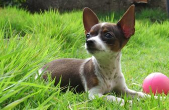 Is Your Mutt a Picky Eater? Try This Simple Hack.