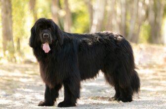 9 Best Freeze-Dried Dog Food Brands for Newfoundlands