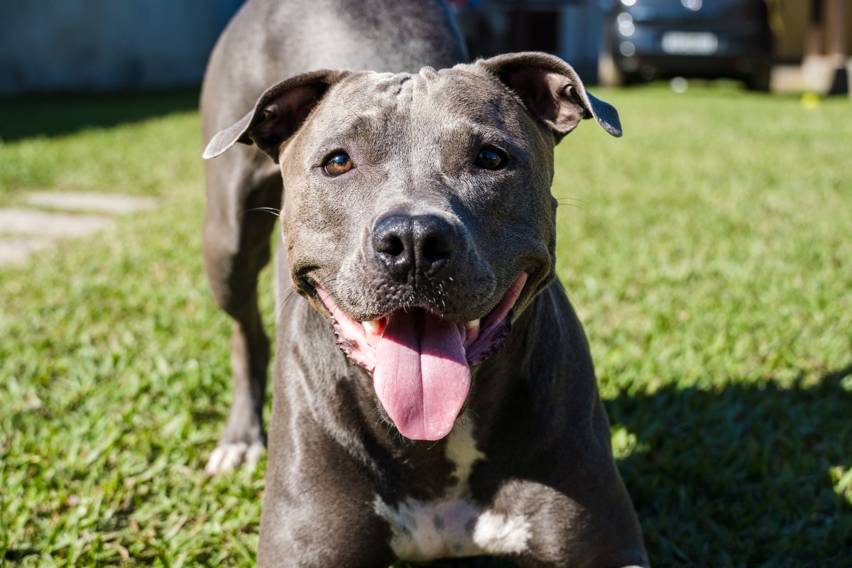 Flea & Tick Prevention for Pitbull: A Safe & Effective 4 Step Plan