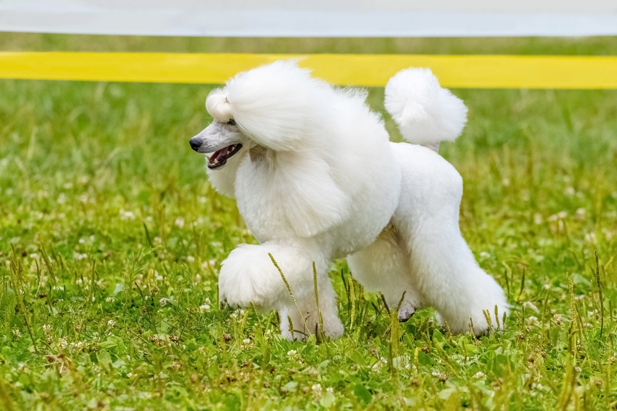 Flea & Tick Prevention for Poodles: A Safe & Effective 4 Step Plan