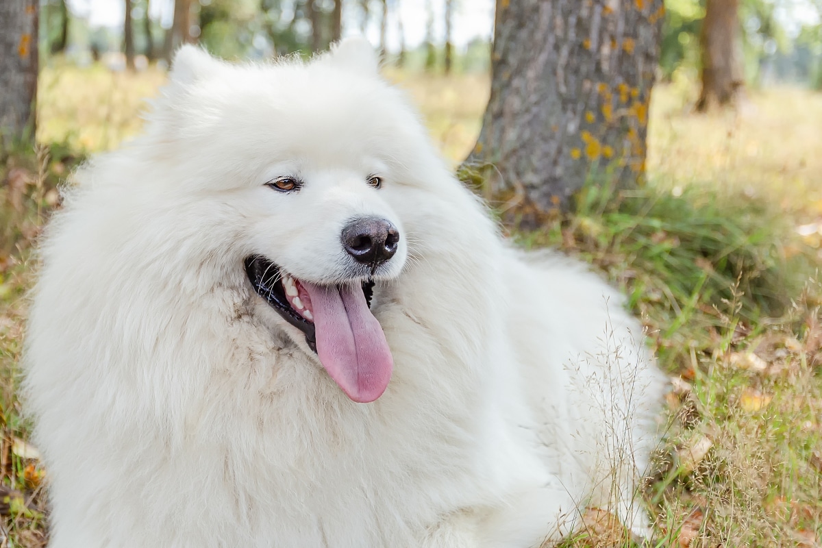 Flea & Tick Prevention for Samoyeds: A Safe & Effective 4 Step Plan