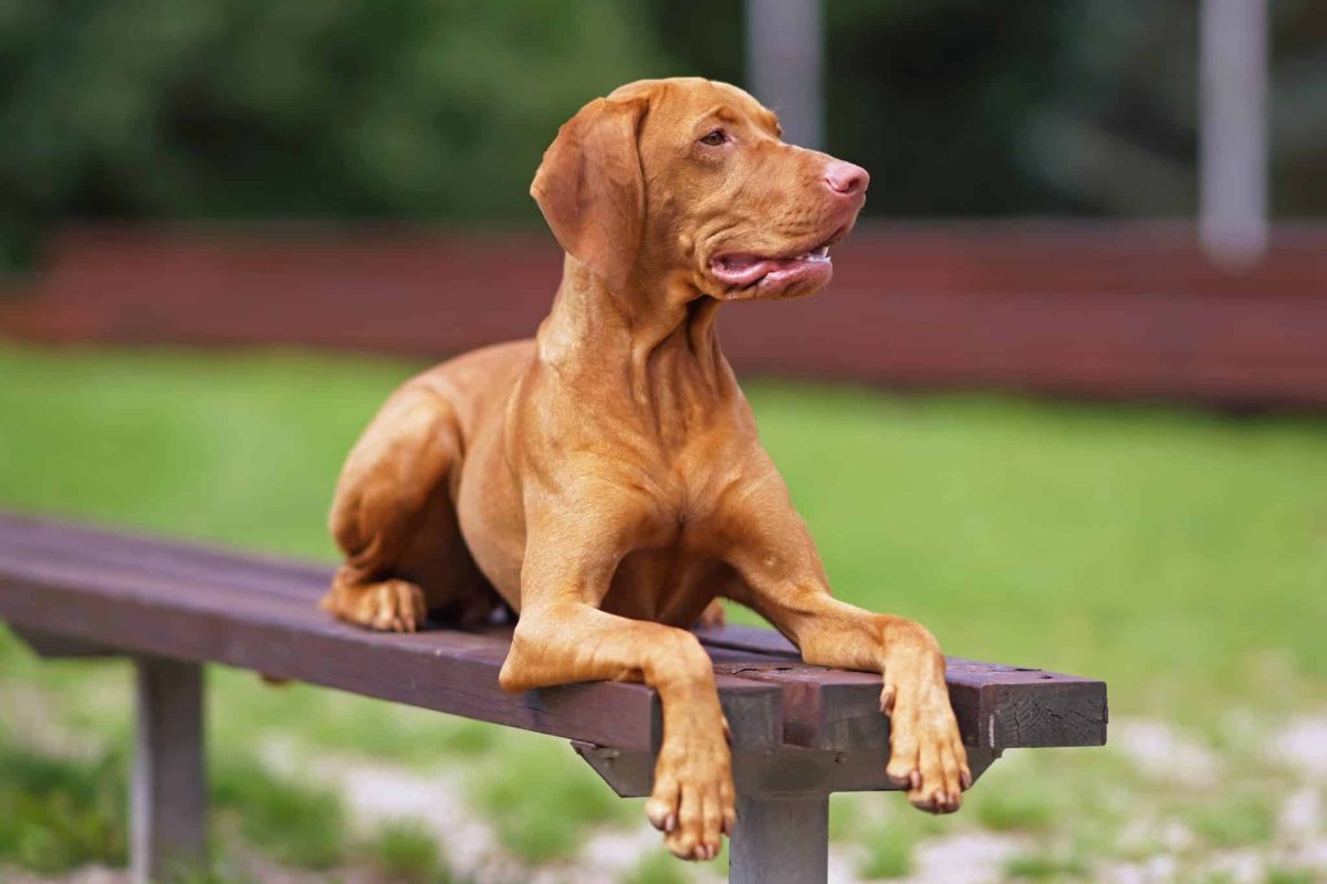 Flea & Tick Prevention for Vizslas: A Safe & Effective 4 Step Plan