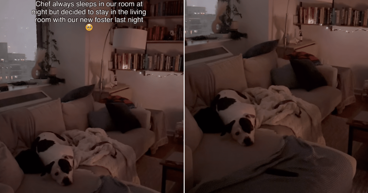 Foster Dog Chooses Compassion When New Pup Arrives Afraid