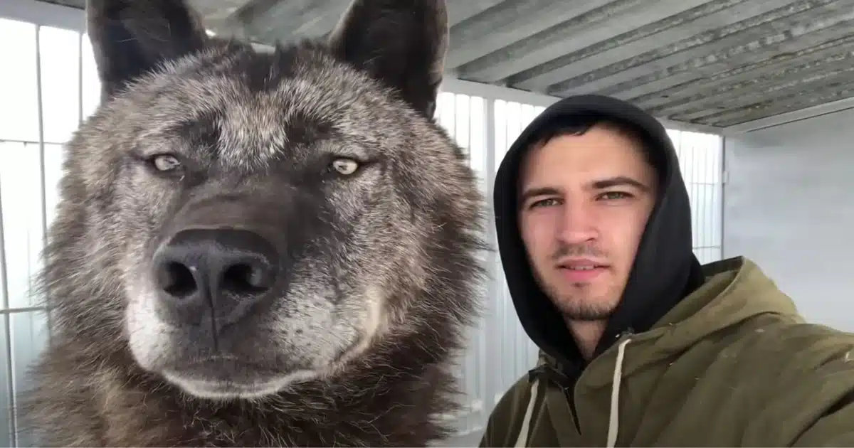 Giant Wolf Lives Like Playful Puppy With His Owner in Heartwarming Viral Video