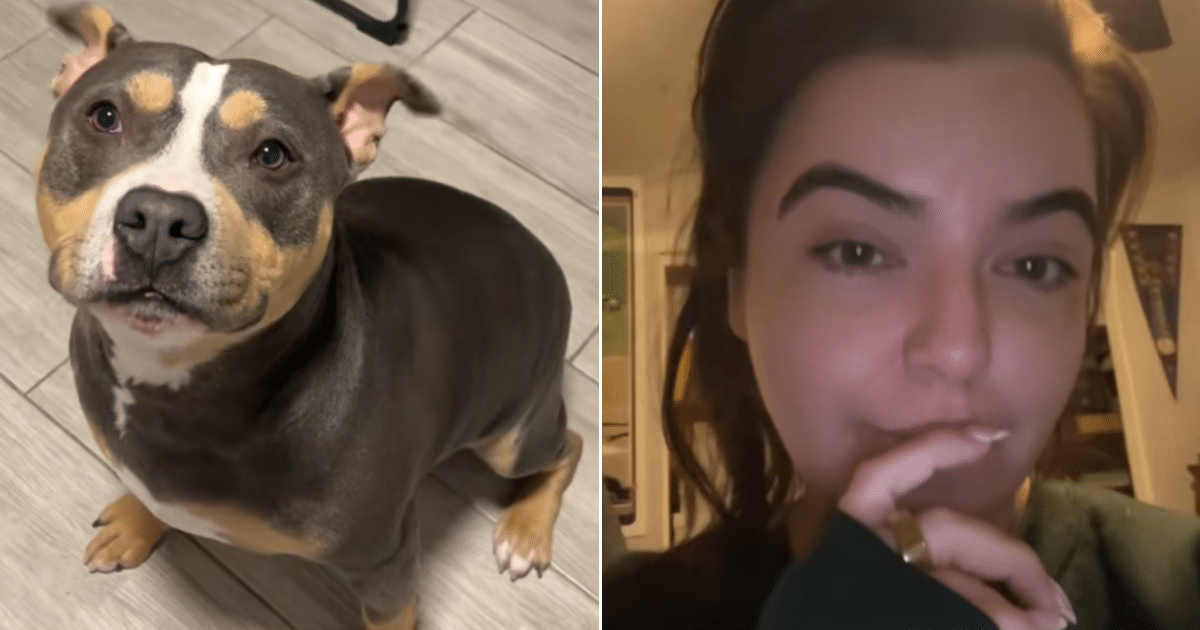 Girlfriend Confused As To Why Their Dog Is Shiny, But Her Boyfriend Tells Her Why