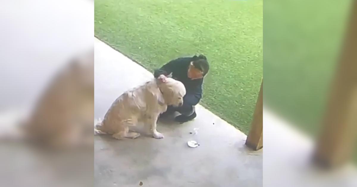 Golden Retriever Left Behind at Daycare Has the Saddest Little Look