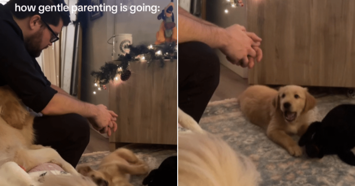Golden Retriever Puppy Gives Hilarious Response to Couple’s Gentle Parenting Attempt