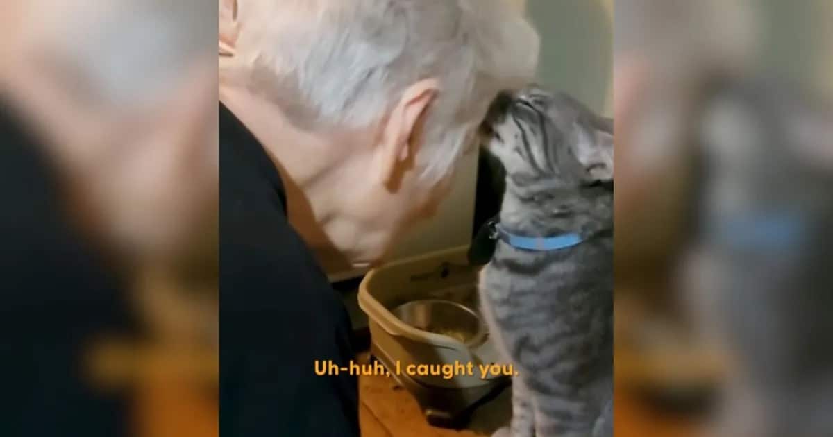 Grandma and Cat’s Love-Hate Relationship Delights with Wholesome and Hilarious Moments