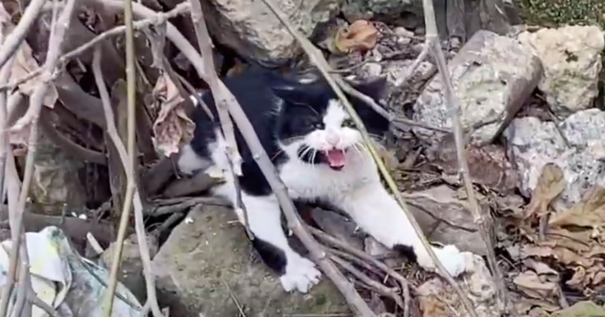 Guys On Road Trip Stop To Help Paralyzed Cat, But Scare Him Instead
