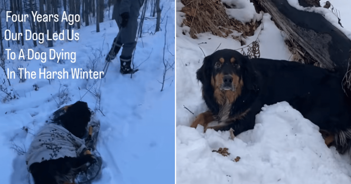 Hero Bernese Mountain Dog Leads Family to Senior Dog Lost in Deep Snow