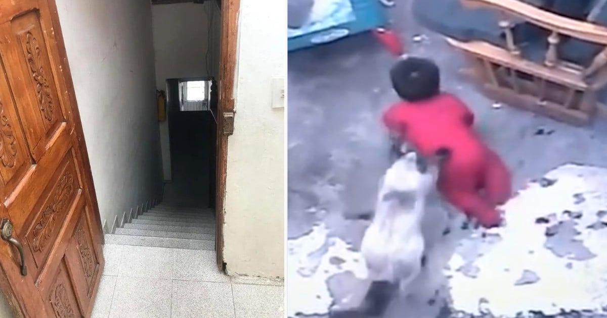 Heroic Cat Saves Toddler from Tumbling Down Steep Staircase