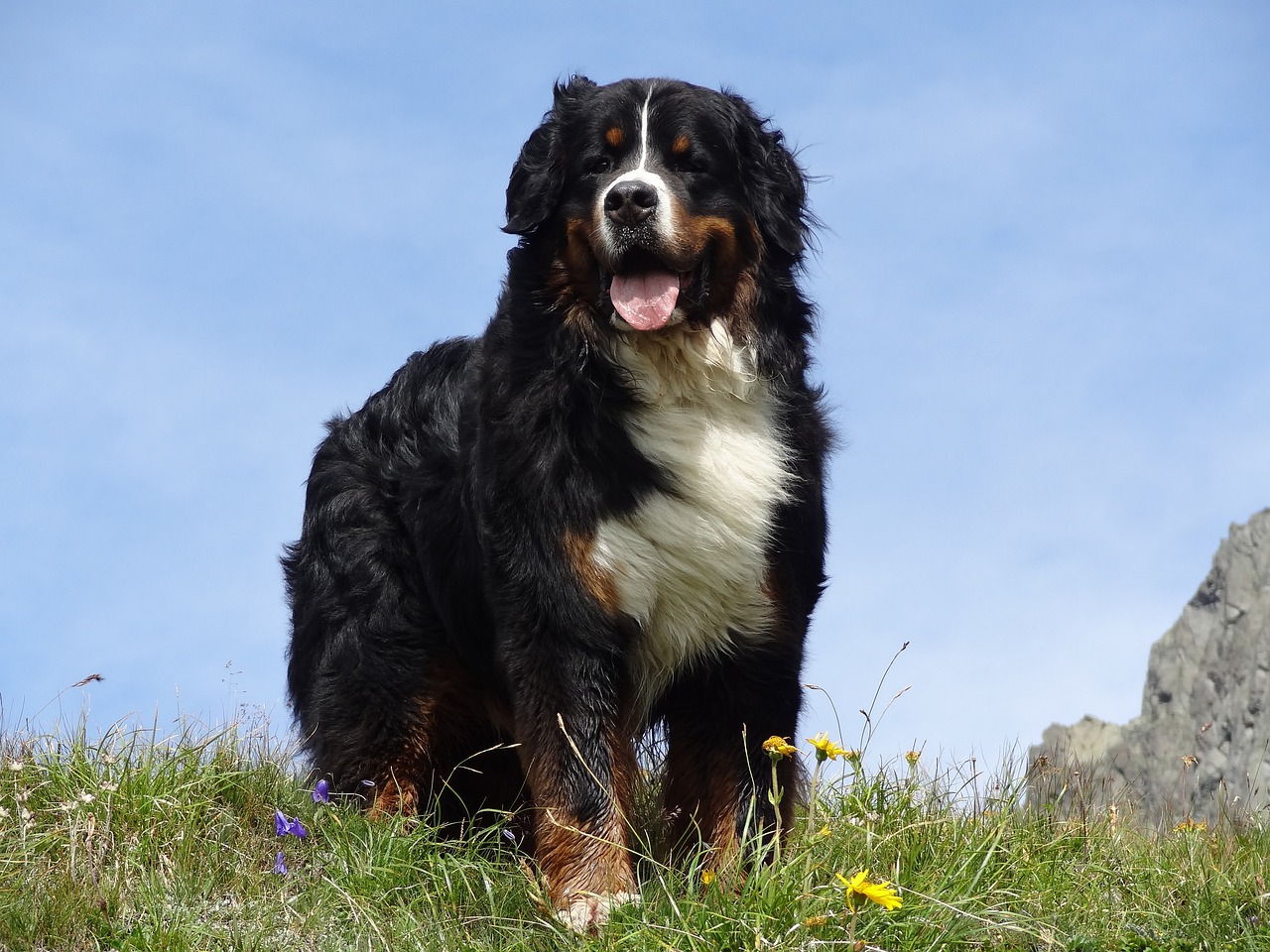 Ideal Diet for Bernese Mountain Dogs – The Ultimate Bernese Mountain Dog Feeding Guide