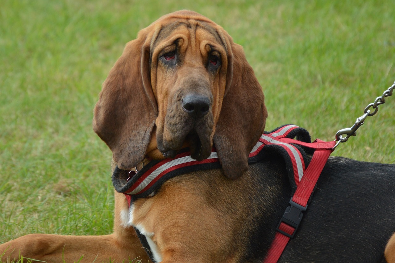 Ideal Diet for Bloodhounds – The Ultimate Bloodhound Feeding Guide Ideal Diet for Bloodhounds – The Ultimate Bloodhound Feeding Guide