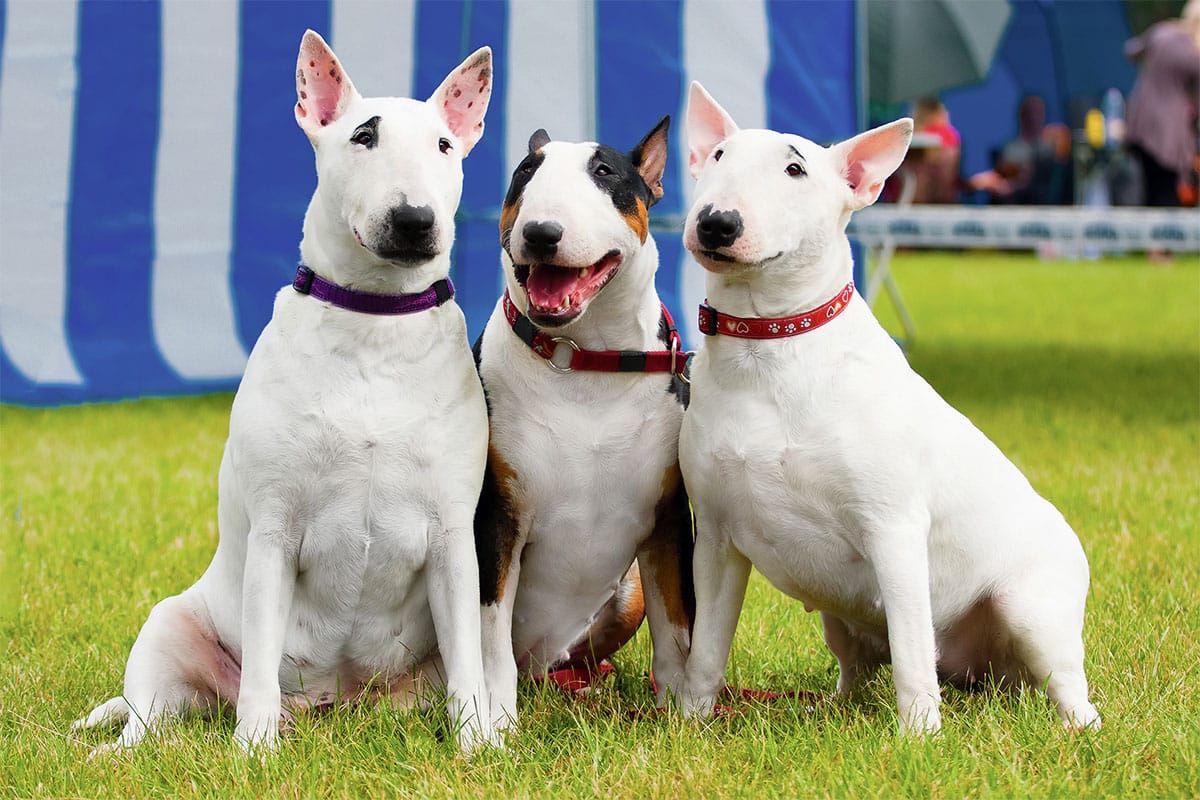 Ideal Diet for Bull Terriers – The Ultimate Bull Terrier Feeding Guide