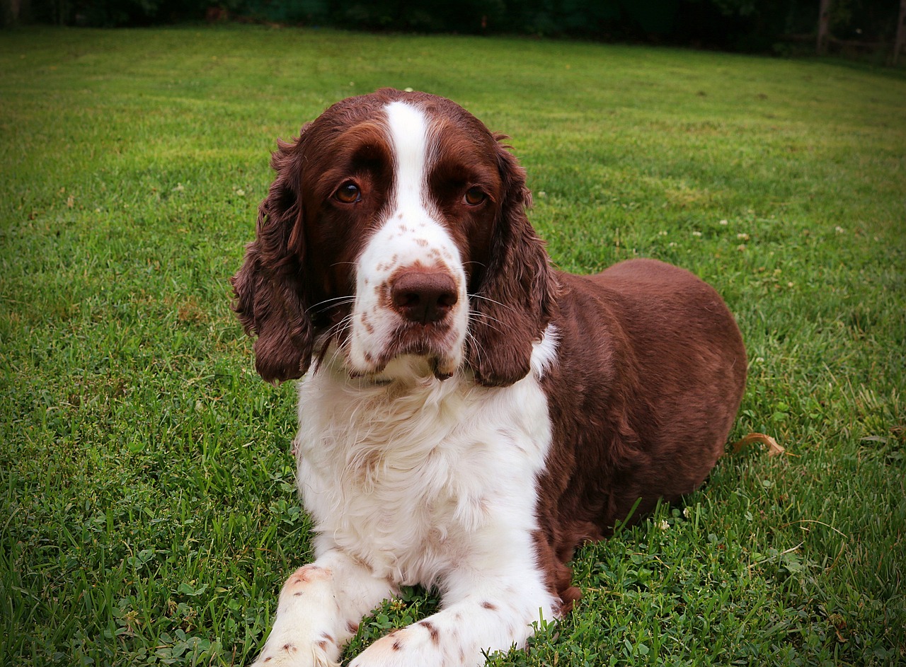 Ideal Diet for English Springer Spaniels – The Ultimate English Springer Spaniel Feeding Guide