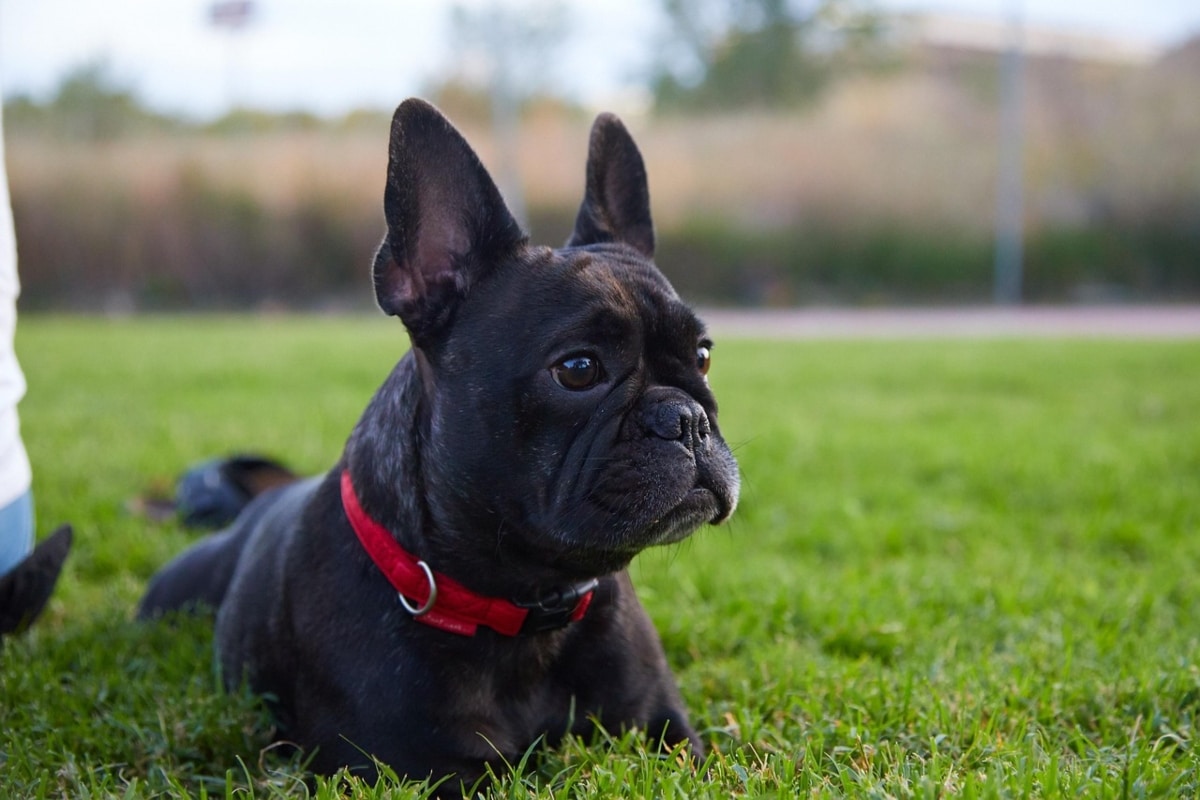 Ideal Diet for French Bulldogs – The Ultimate French Bulldog Feeding Guide
