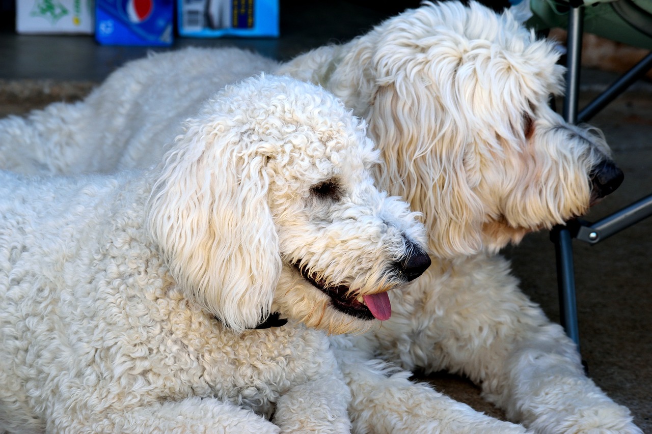 Ideal Diet for Goldendoodles – The Ultimate Goldendoodle Feeding Guide