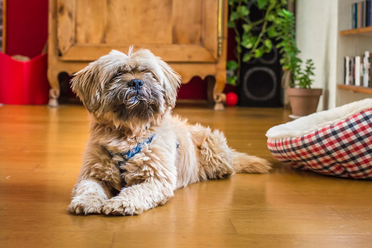 Ideal Diet for Havanese – The Ultimate Havanese Feeding Guide