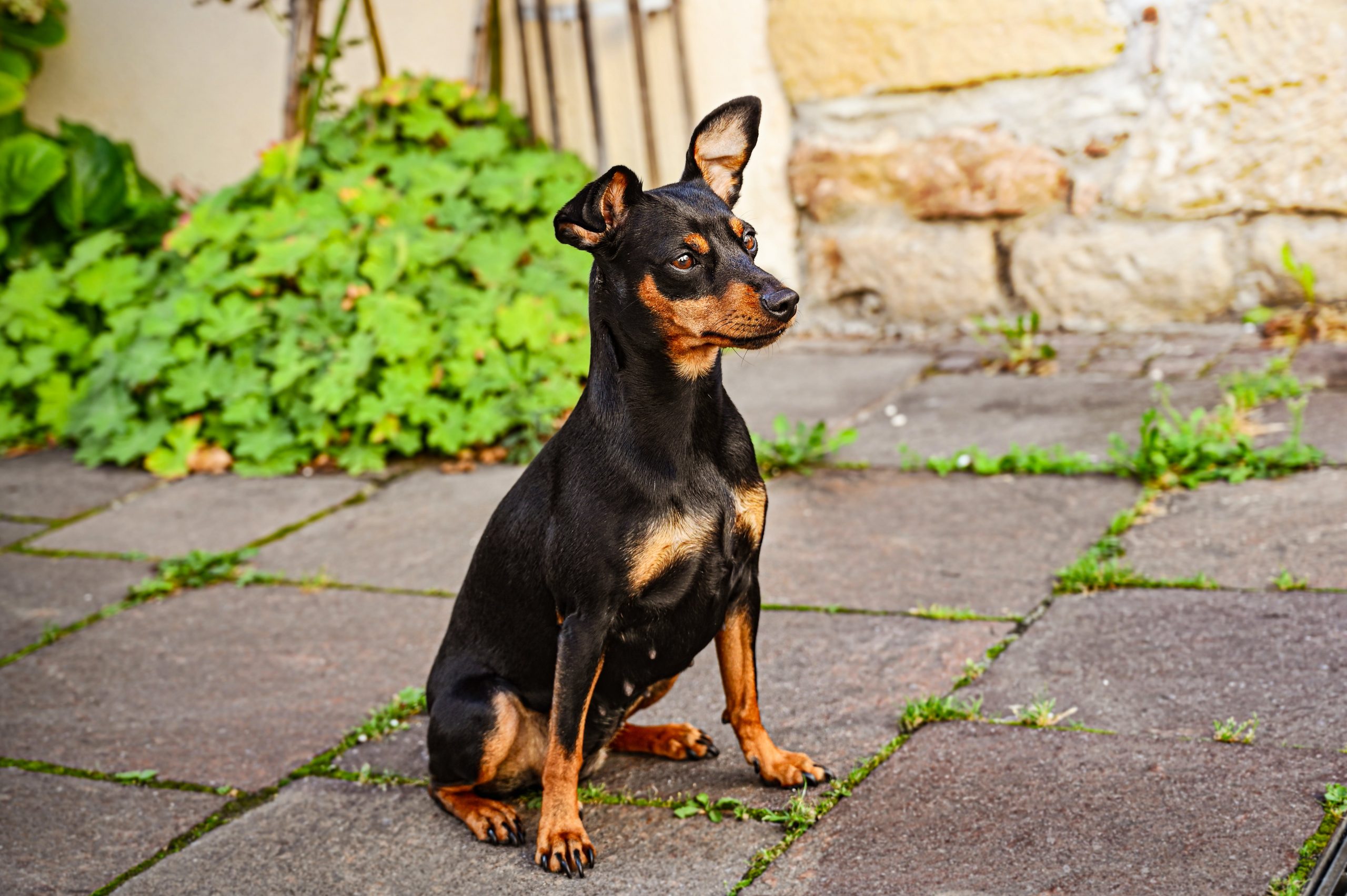 Ideal Diet for Miniature Pinschers – The Ultimate Miniature Pinscher Feeding Guide