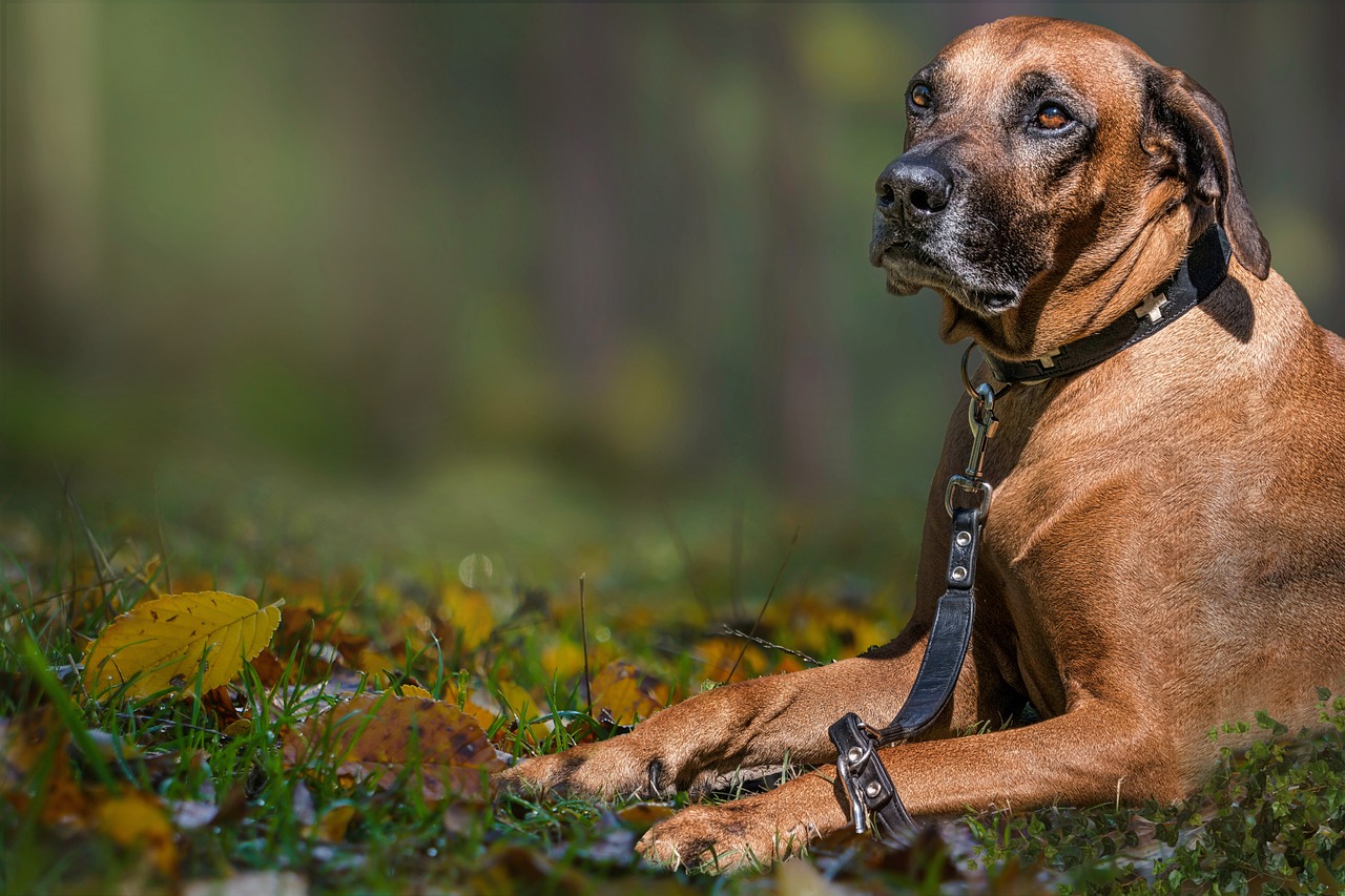 Ideal Diet for Rhodesian Ridgebacks – The Ultimate Rhodesian Ridgeback Feeding Guide Ideal Diet for Rhodesian Ridgebacks – The Ultimate Rhodesian Ridgeback Feeding Guide