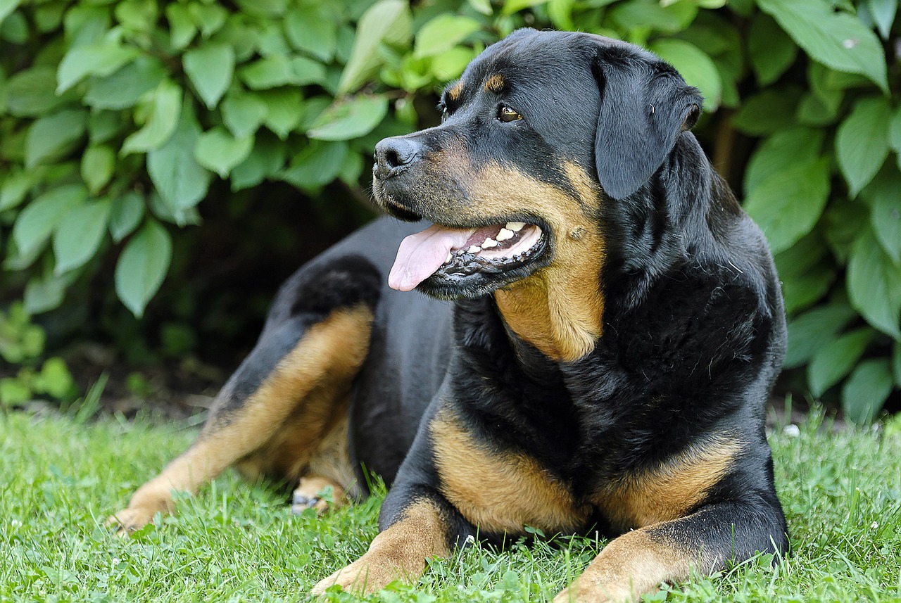 Ideal Diet for Rottweilers – The Ultimate Rottweiler Feeding Guide Ideal Diet for Rottweilers – The Ultimate Rottweiler Feeding Guide