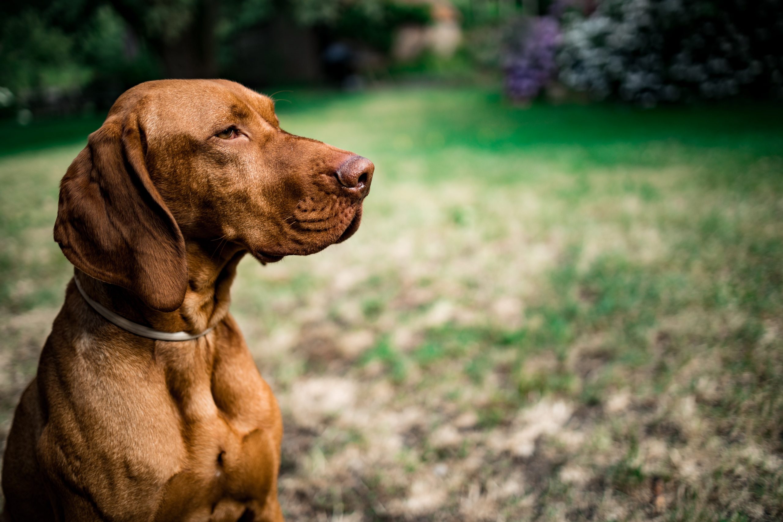 Ideal Diet for Vizslas – The Ultimate Vizslas Feeding Guide