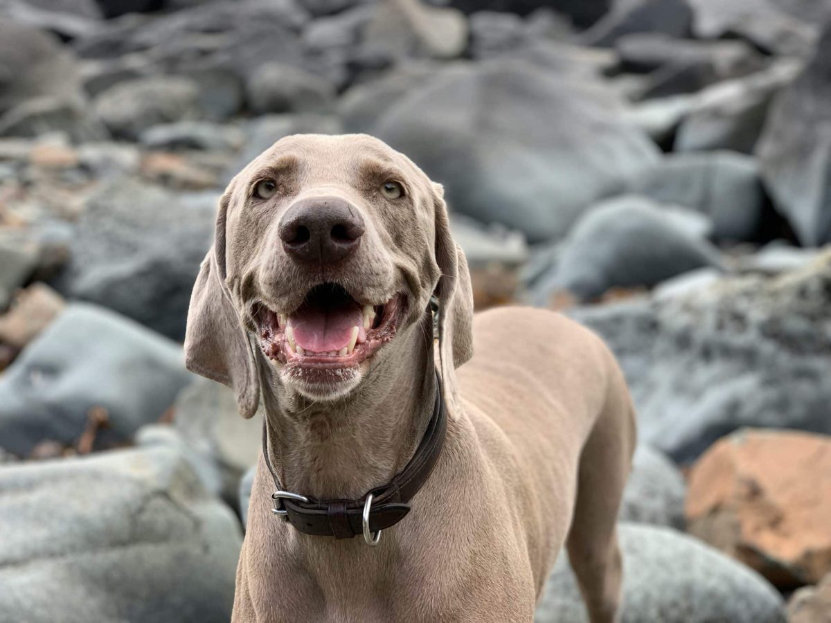 Ideal Diet for Weimaraners – The Ultimate Weimaraner Feeding Guide Ideal Diet for Weimaraners – The Ultimate Weimaraner Feeding Guide
