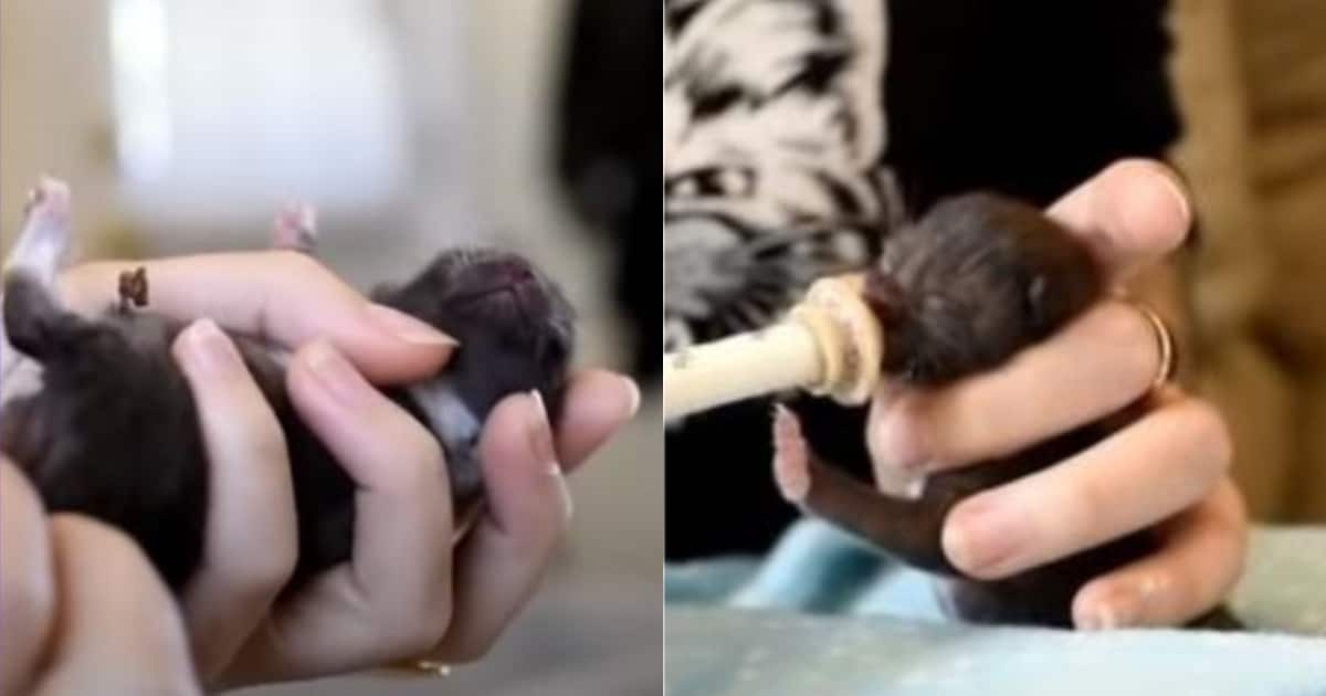 ‘Kitten Lady’ Saves Three Adorable Newborn Kittens and Shows How It’s Done