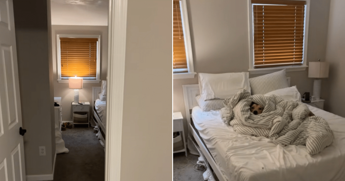 Man Makes the Bed, Comes Back to Find Surprise Under Blankets Man Makes the Bed, Comes Back to Find Surprise Under Blankets