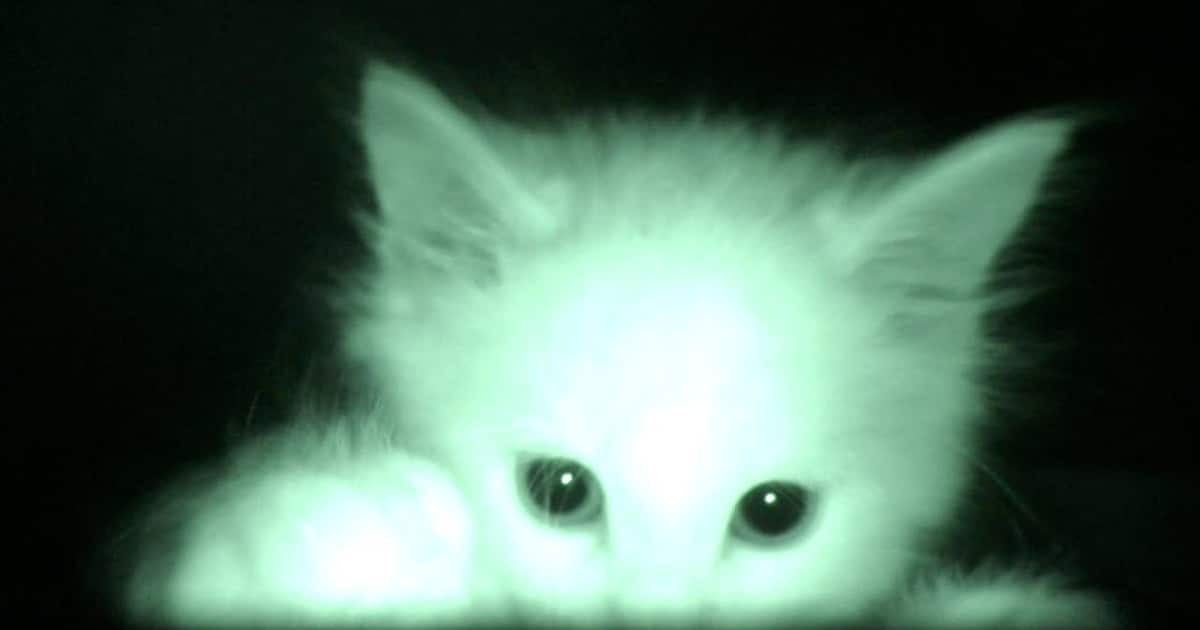 Man Sets Up Camera to Watch Kittens at Night and Can’t Stop Laughing at the Footage